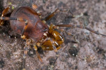 Media type: image; Invertebrate Zoology 133374